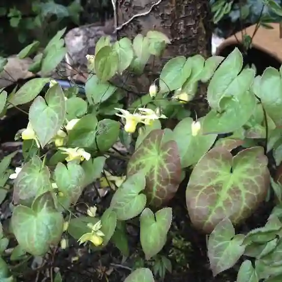 Close-up of the wild herb linked to the ancient horny goat weed legend